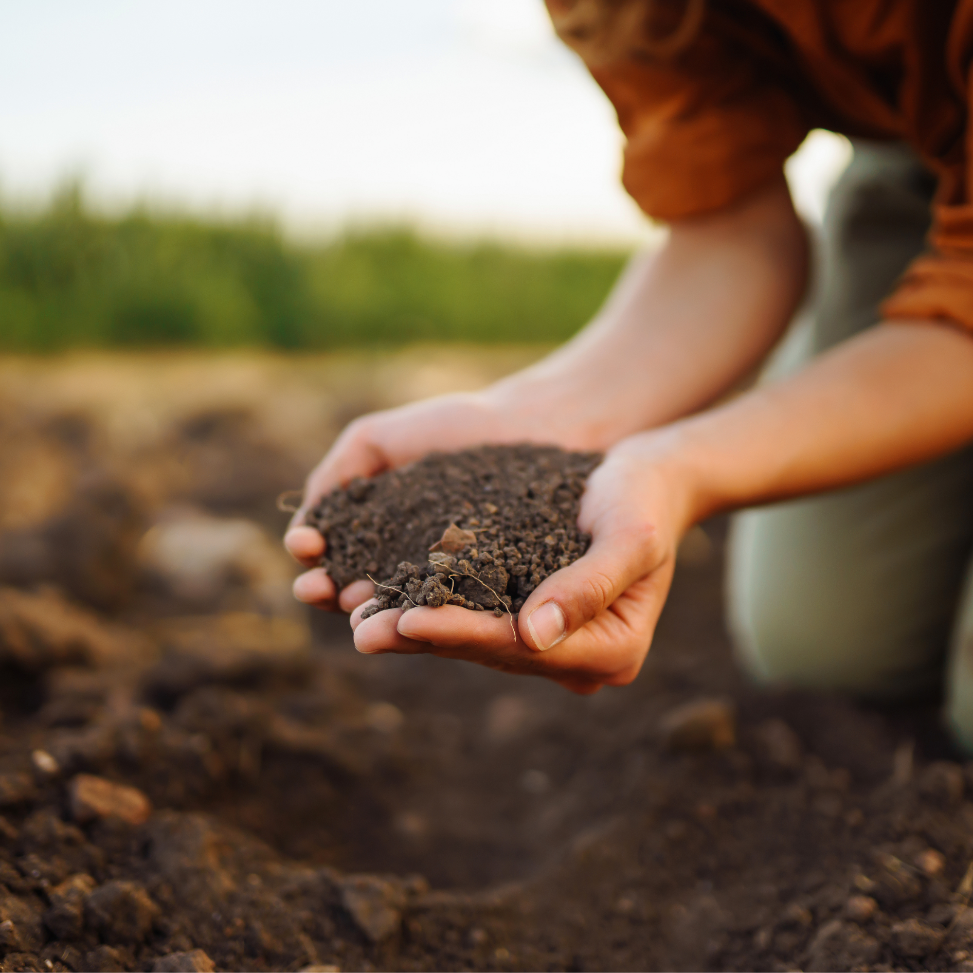 Nano Carbon-Silicon Fertilizer